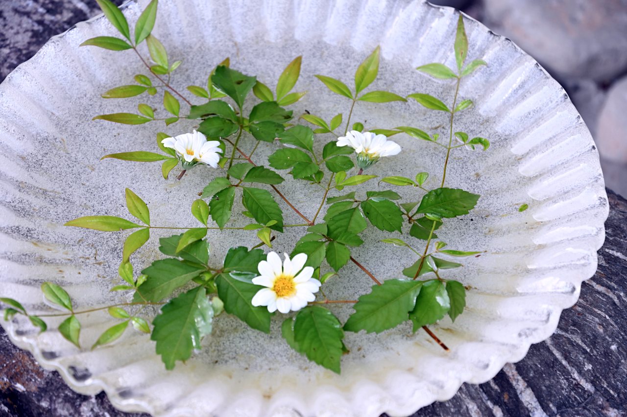 水盤に浮かぶ花