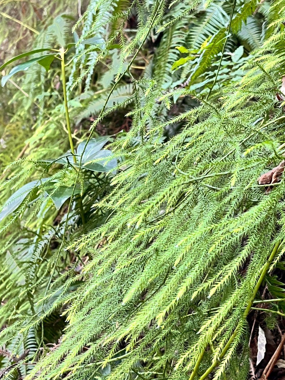 ホトギ山（福岡県）に自生するヒモヅル